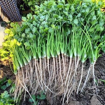 铁杆青香菜