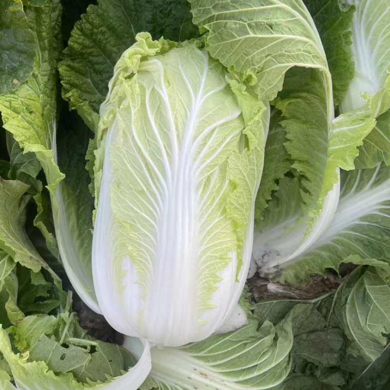 黄心大白菜净菜大白菜产地现货供应白菜蔬菜鲜白菜