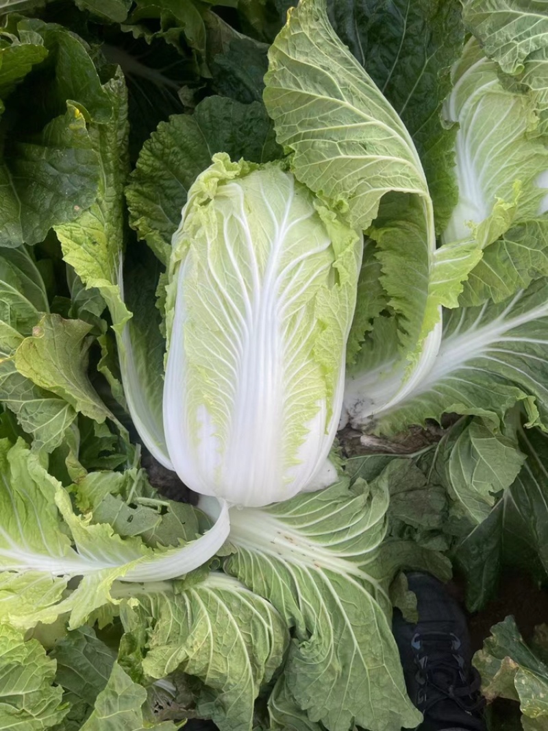 黄心大白菜净菜大白菜产地现货供应白菜蔬菜鲜白菜
