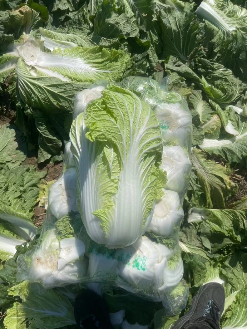 黄心大白菜净菜大白菜产地现货供应白菜蔬菜鲜白菜