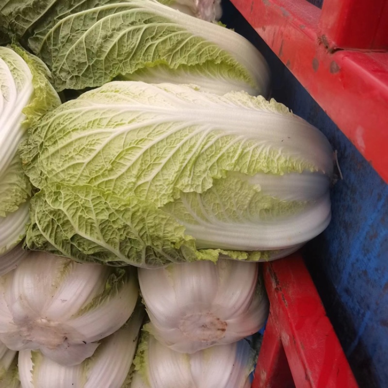 黄心大白菜净菜大白菜产地现货供应白菜蔬菜鲜白菜