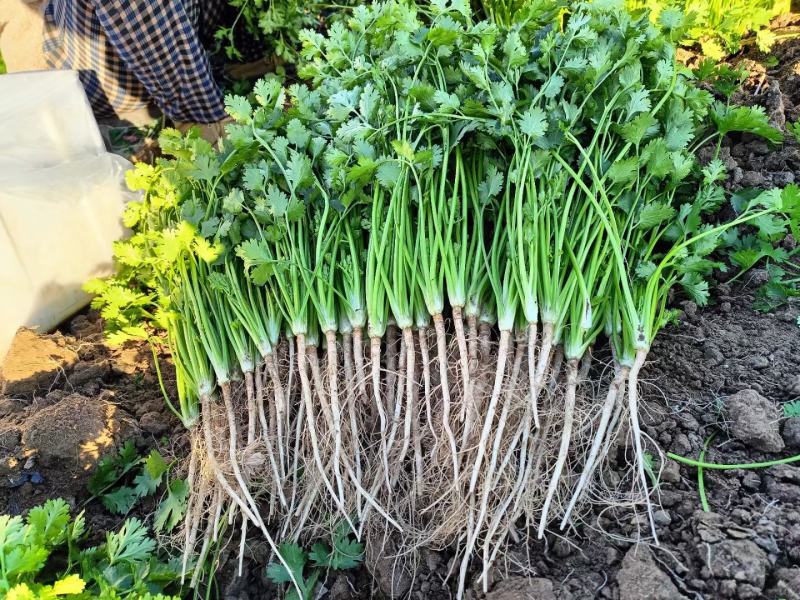 铁杆青香菜