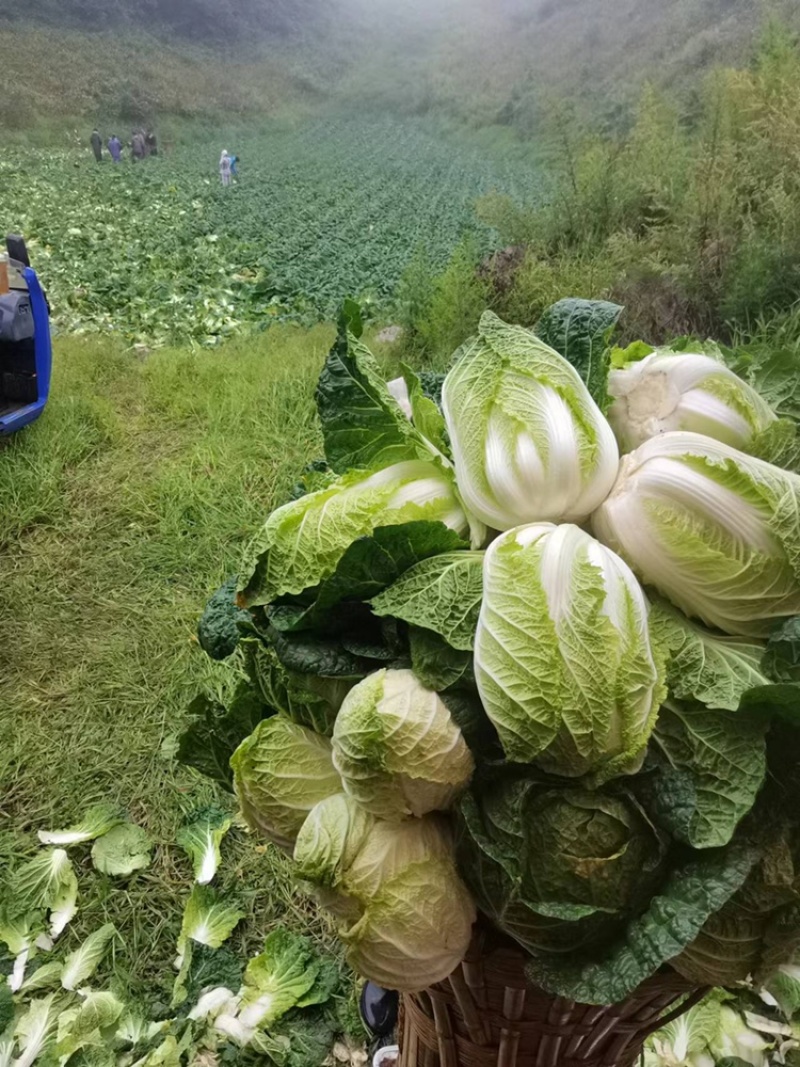 黄心大白菜净菜大白菜产地现货供应白菜蔬菜鲜白菜