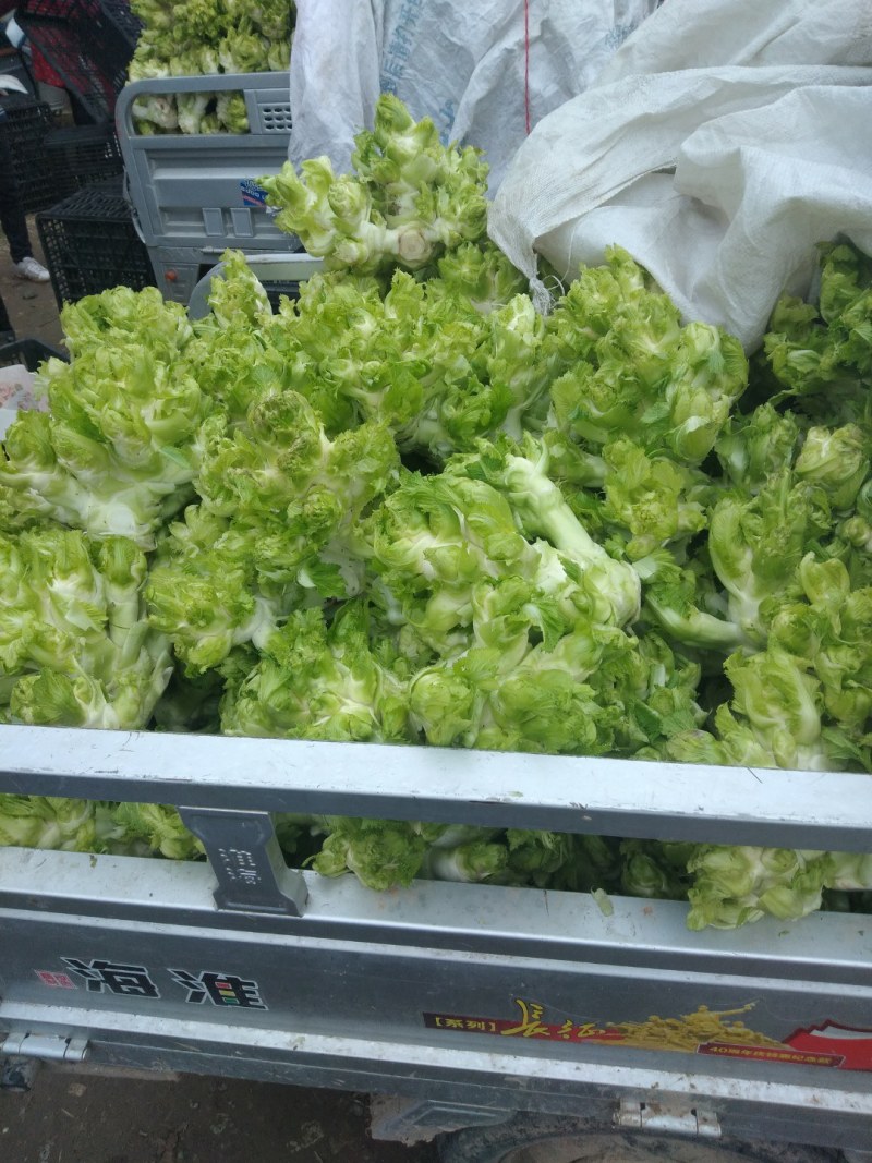 正宗儿菜，鲜菜现货净菜，专业种植，精选上车，整车代发！