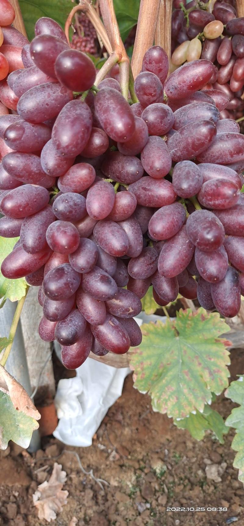 【精选】山东青岛产地直发克伦生葡萄一手货源价格美丽