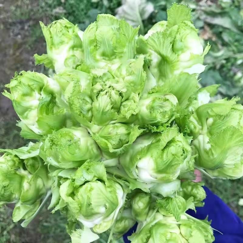 儿菜四川儿菜新鲜儿菜大量上市欢迎联系自己货源价格优惠好运输