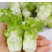 儿菜四川儿菜大量上市想发财的老板按需分拣打包打捆全国备货快