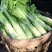 棒菜四川特产新鲜棒棒菜大量上市脑壳菜耐运输备货快耐运输