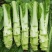棒菜四川特产新鲜棒棒菜大量上市脑壳菜耐运输备货快耐运输