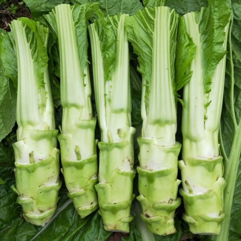 棒菜四川特产新鲜棒棒菜大量上市脑壳菜耐运输备货快耐运输