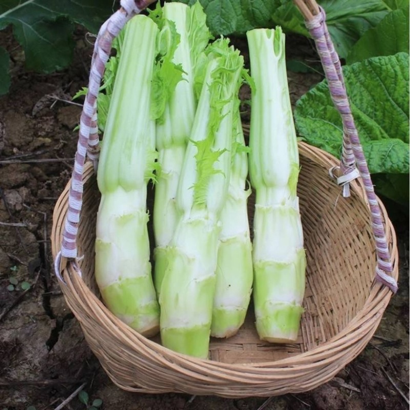 棒菜四川特产新鲜棒棒菜大量上市脑壳菜耐运输备货快耐运输