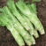 棒菜四川特产新鲜棒棒菜大量上市脑壳菜耐运输备货快耐运输