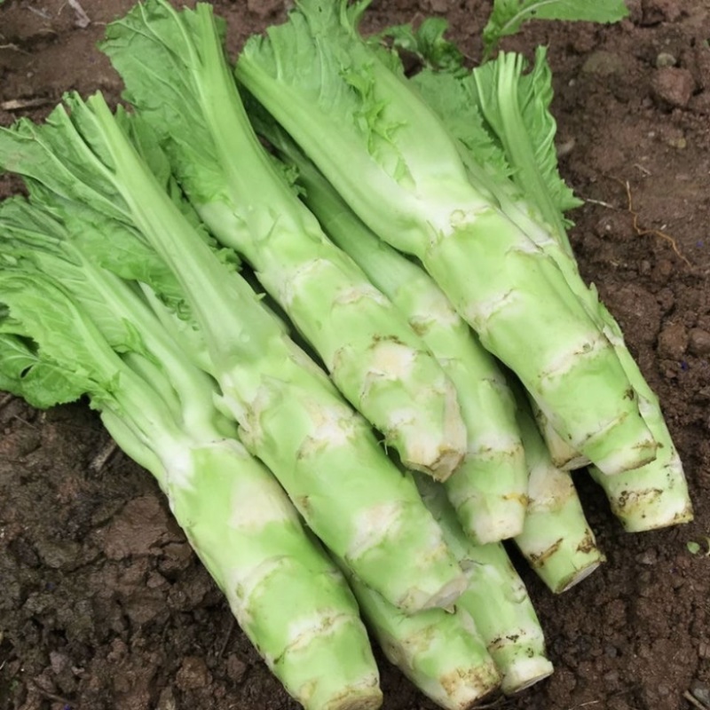 棒菜四川特产新鲜棒棒菜大量上市脑壳菜耐运输备货快耐运输