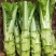 棒菜四川特产新鲜棒棒菜大量上市脑壳菜耐运输备货快耐运输