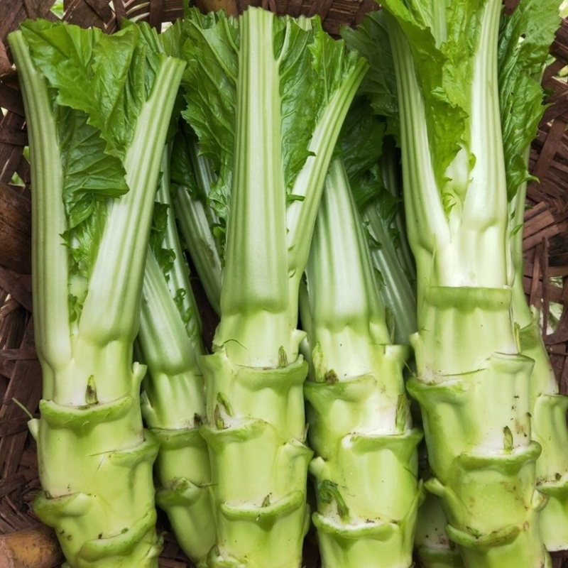 棒菜四川特产新鲜棒棒菜大量上市脑壳菜耐运输备货快耐运输