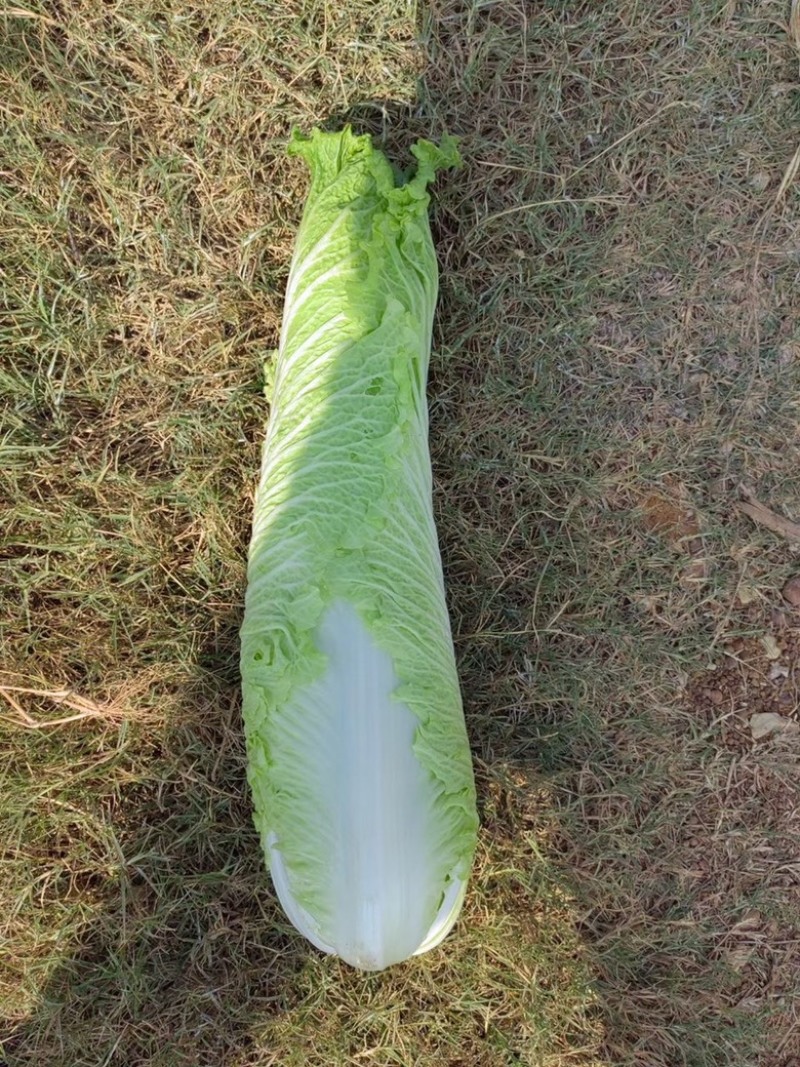 广西南宁宾阳竹筒菜大量上市，欢迎采购商前来采购