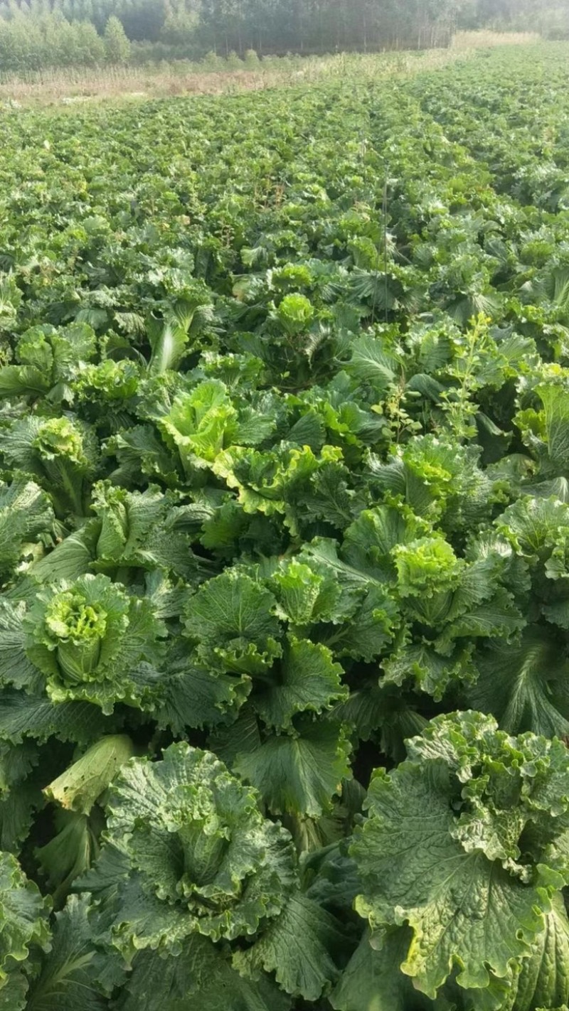 广西南宁宾阳竹筒菜大量上市，欢迎采购商前来采购