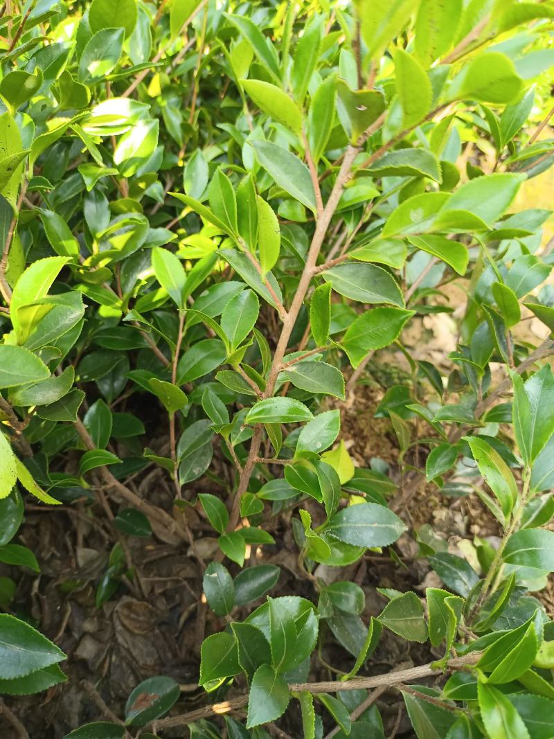 茶梅