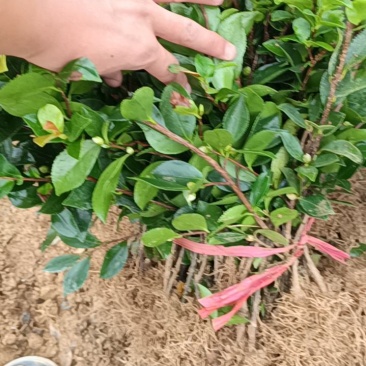 茶梅