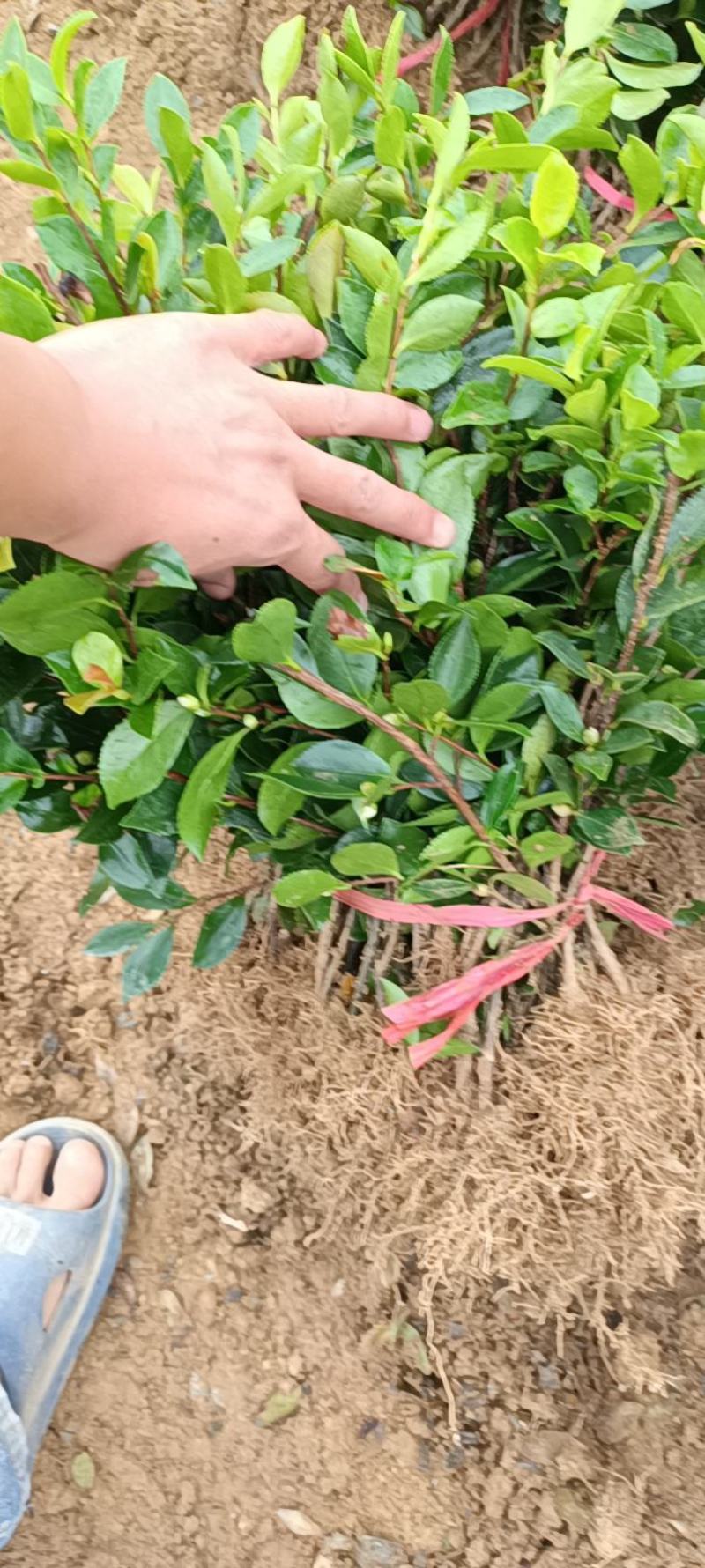 茶梅