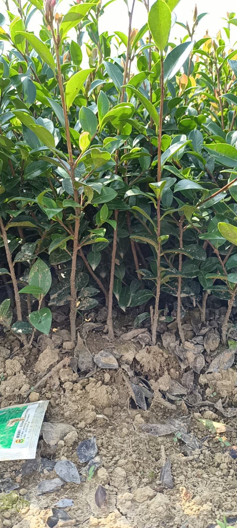 茶梅