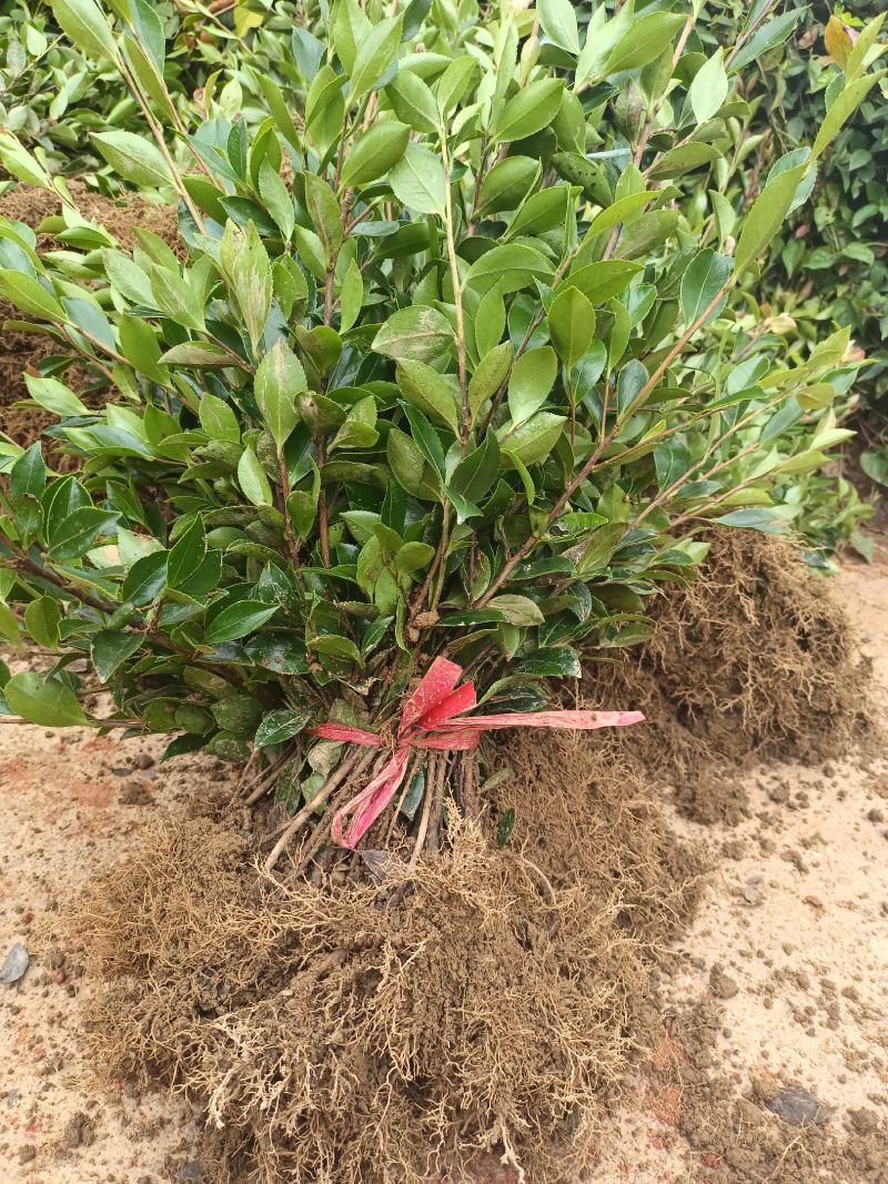 茶梅
