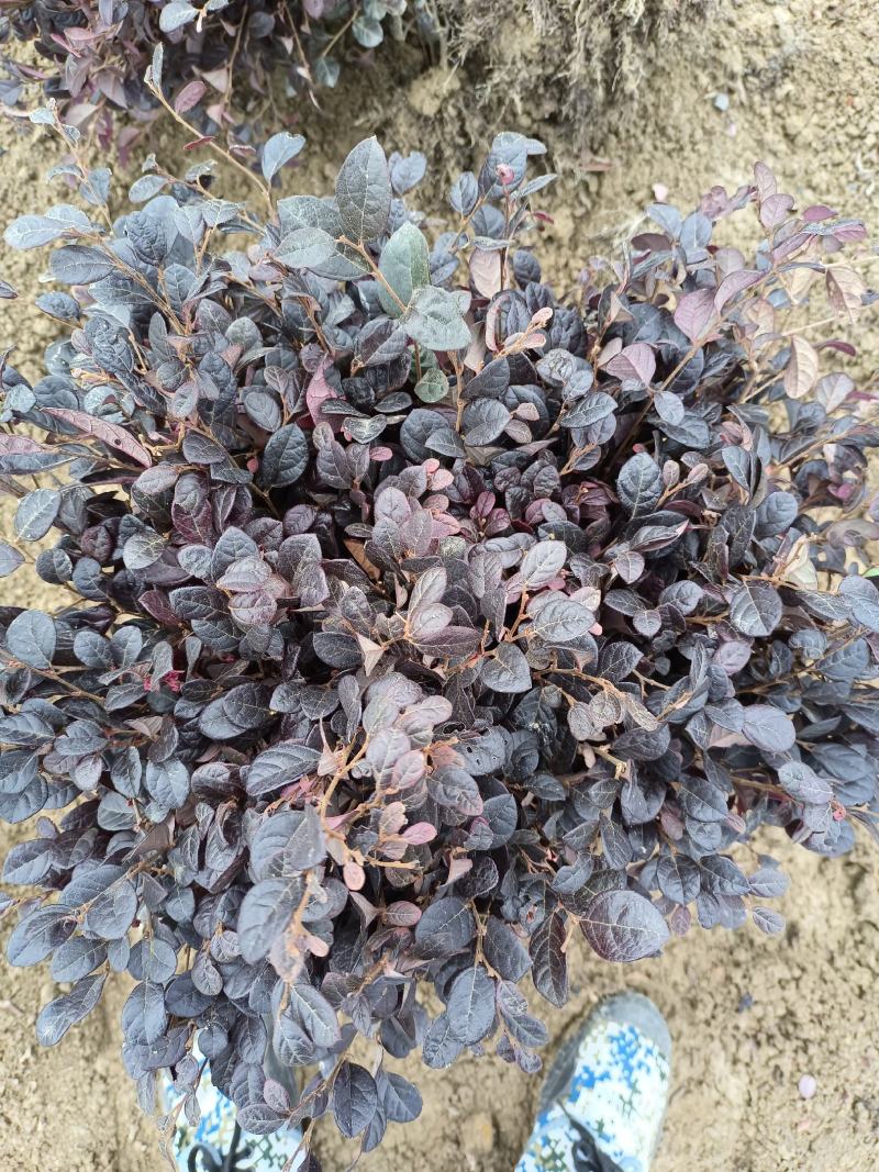 红花继木