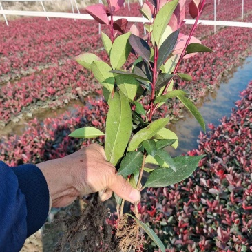 红叶石楠
