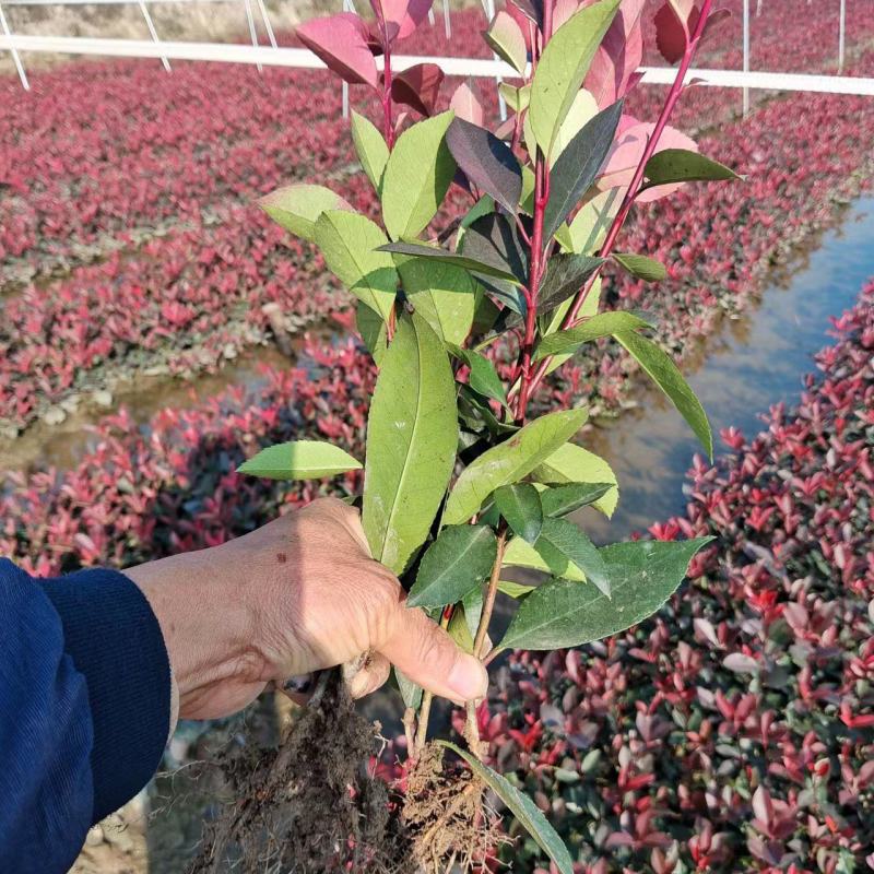 红叶石楠