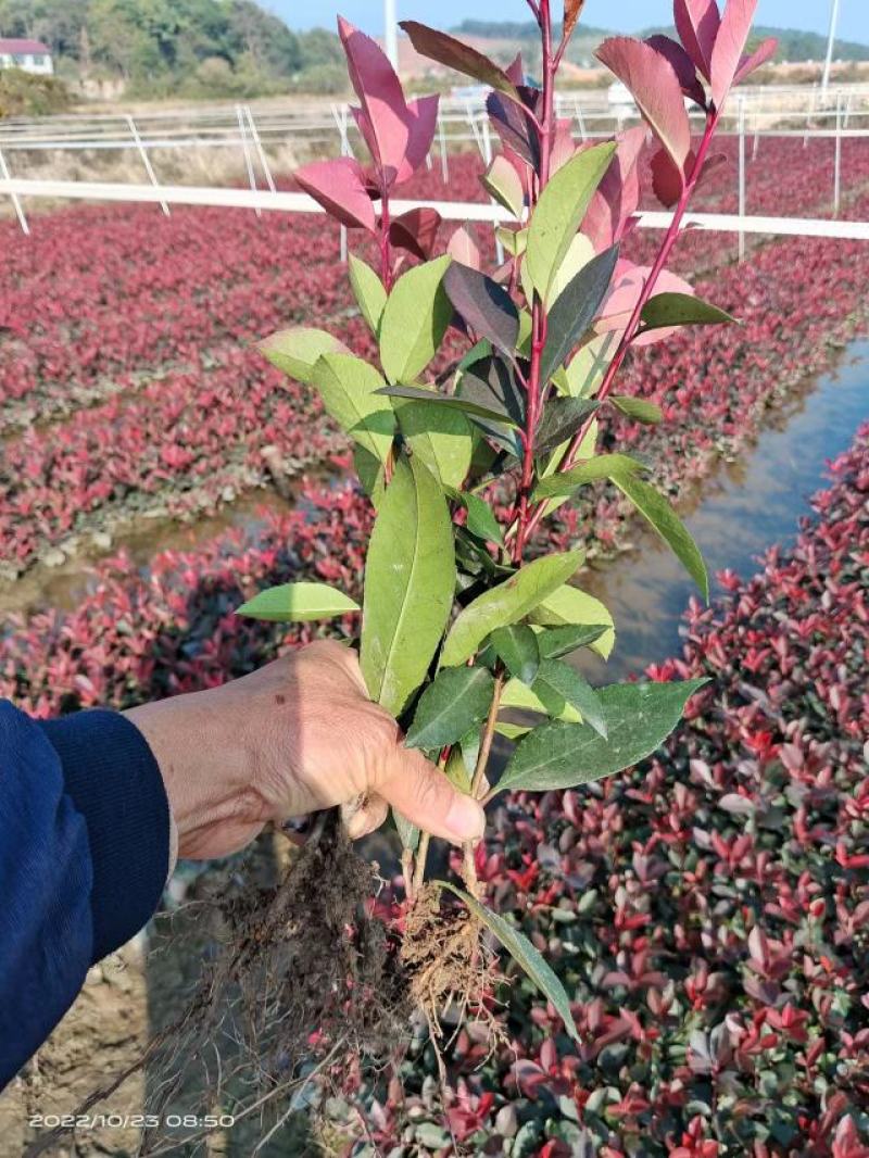 红叶石楠