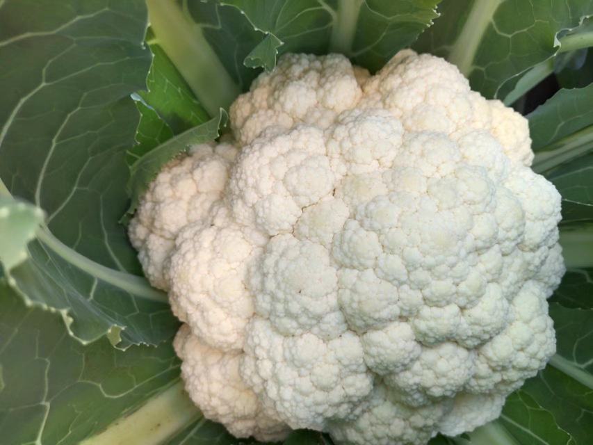 菜花发黄对比图