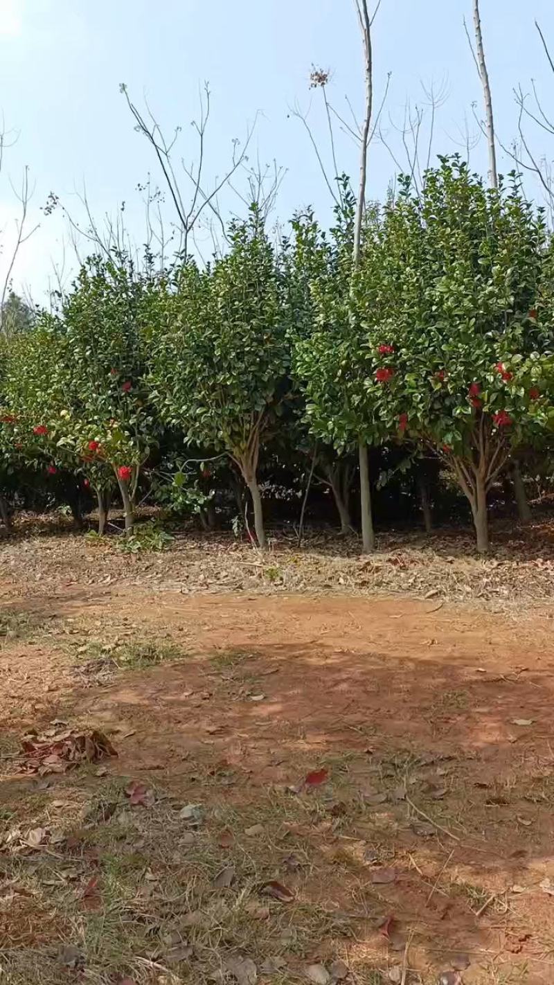 茶花