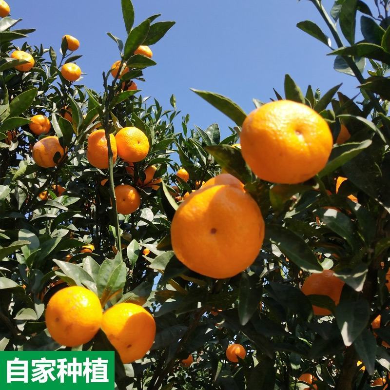 南丰蜜橘果面干净，颜色好，口感甜欢迎全国各地的客户订购