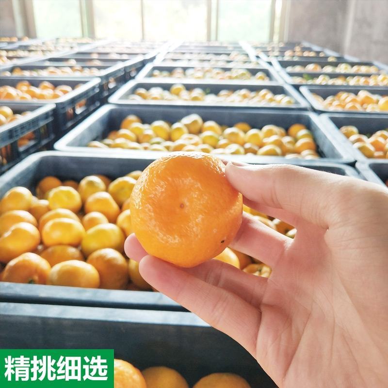 南丰蜜橘果面干净，颜色好，口感甜欢迎全国各地的客户订购