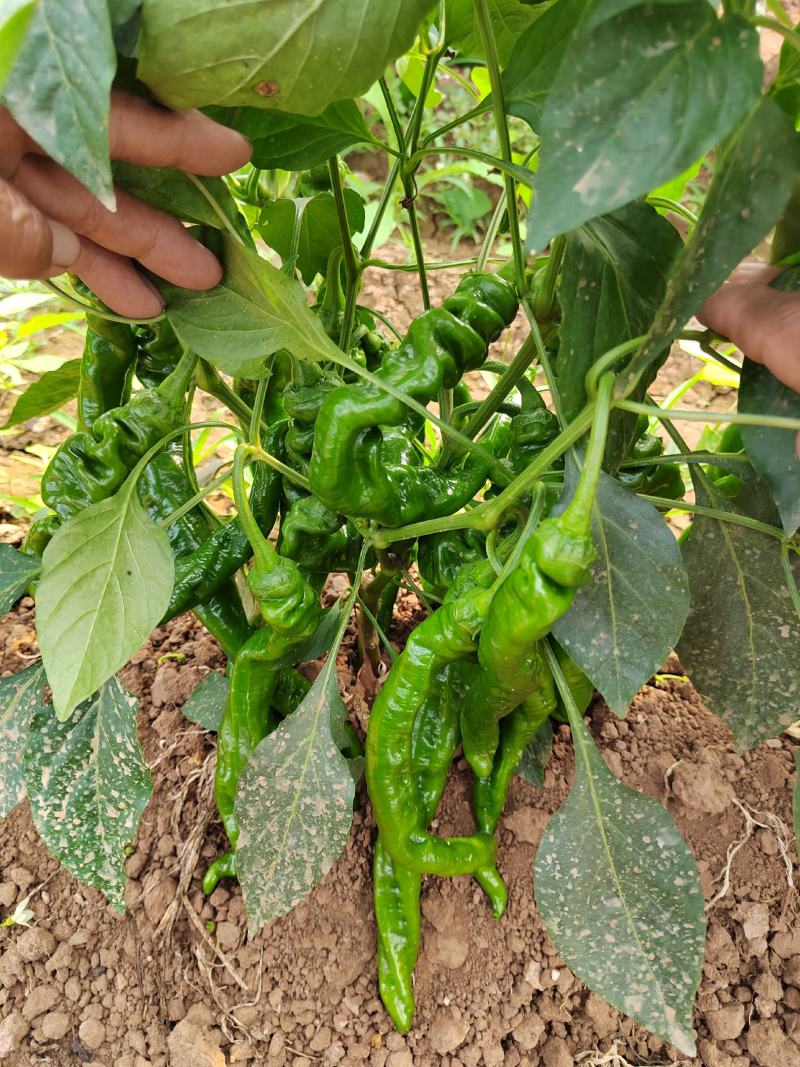 大量螺丝椒线椒上市