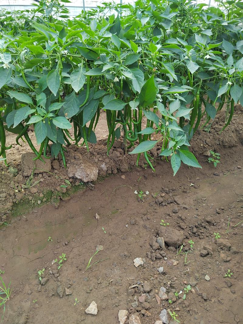 大量螺丝椒线椒上市