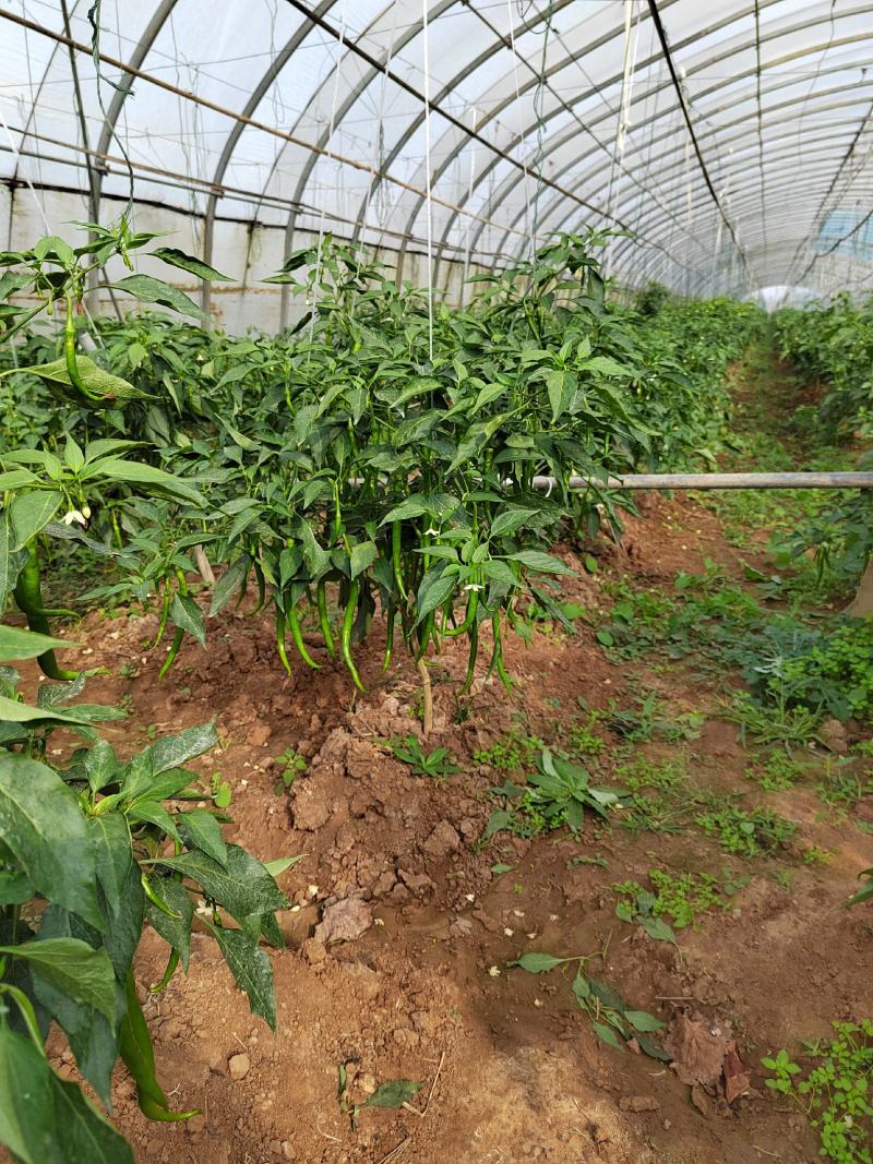 大量螺丝椒线椒上市