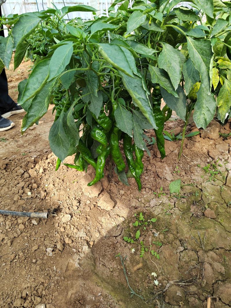 大量螺丝椒线椒上市