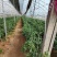 大量螺丝椒线椒上市