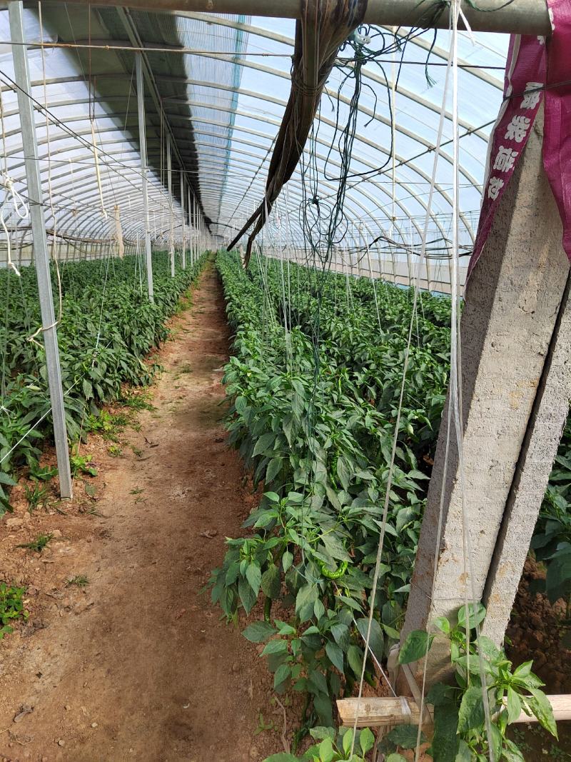 大量螺丝椒线椒上市
