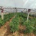 大量螺丝椒线椒上市