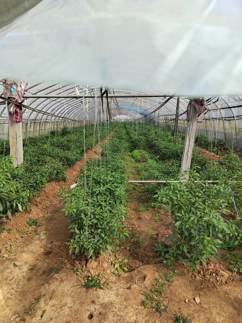 大量螺丝椒线椒上市