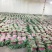 泰安精品大棚大叶香菜山东香菜专业供货团队走货省心便利