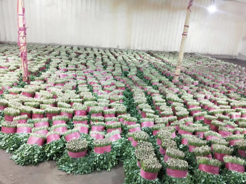 精品大棚大叶香菜长期稳定供货一手货源走货省心便利