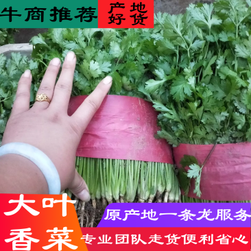 精品大棚大叶香菜长期稳定供货一手货源走货省心便利