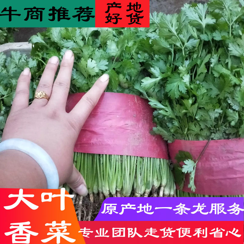 泰安精品大棚大叶香菜山东香菜专业供货团队走货省心便利