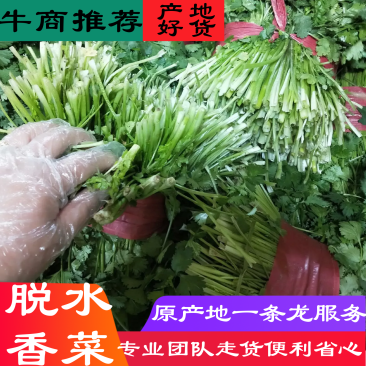 供应脱水香菜,质优价廉,一手货源,量大从优,欢迎来电咨询