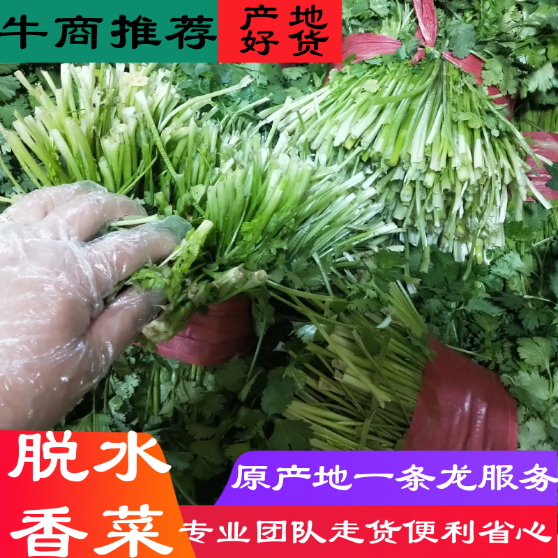 供应脱水香菜，质优价廉，一手货源，量大从优，欢迎来电咨询