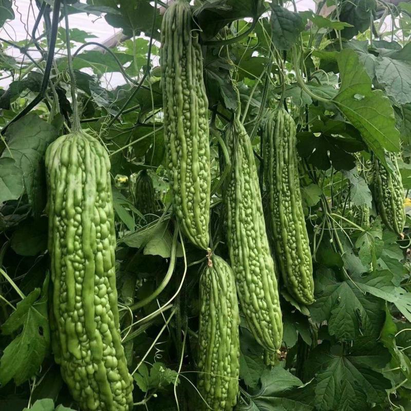 【优质】苦瓜苗寿光优质苦瓜种苗基地直供高产抗病