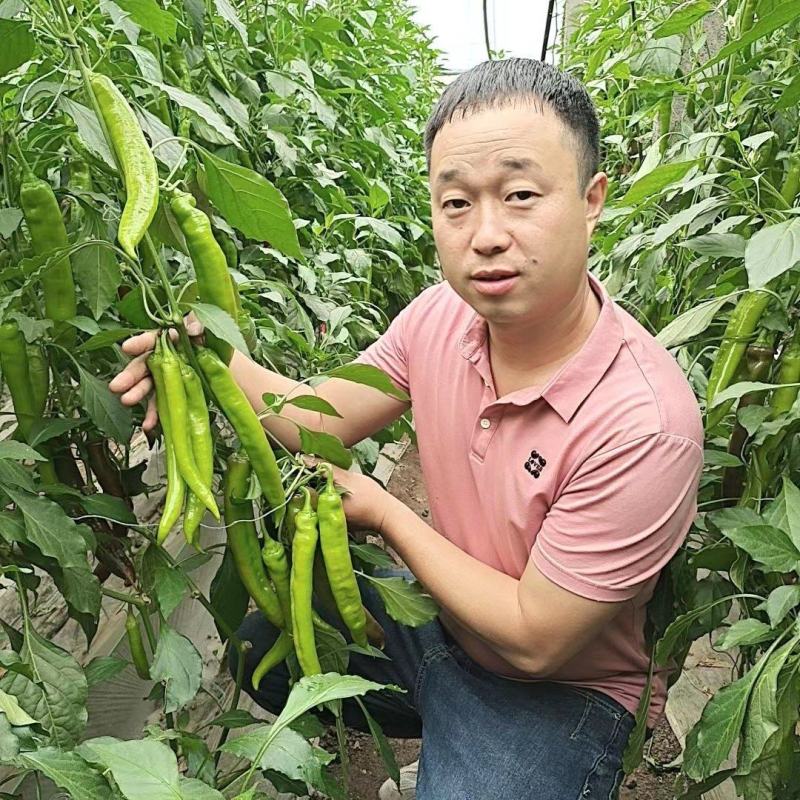 【热卖】辣椒苗优质尖椒苗红绿兼收苗圃直发欢迎咨询